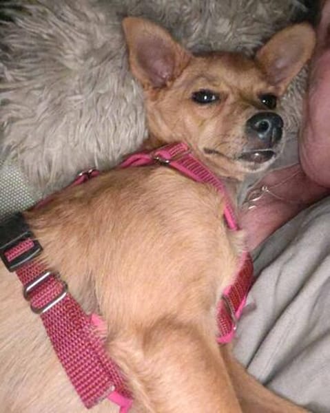 Quirlige kleine Canela