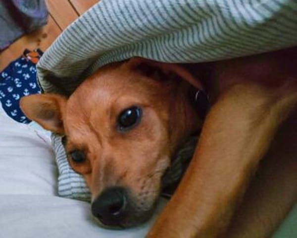 Quirlige kleine Canela