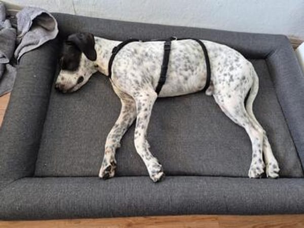 Mika sucht ein Zuhause