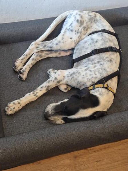 Mika sucht ein Zuhause
