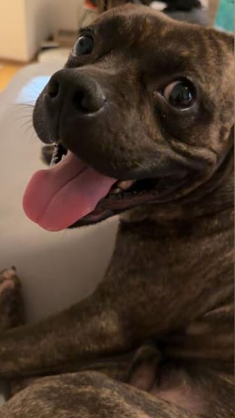 Französische Bulldogge/ Boxer Rüde sucht ein Zuhause