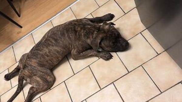 Französische Bulldogge/ Boxer Rüde sucht ein Zuhause