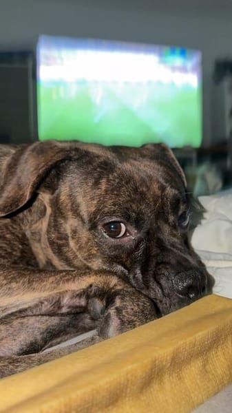 Französische Bulldogge/ Boxer Rüde sucht ein Zuhause