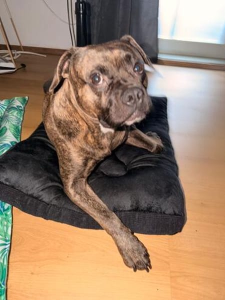 Französische Bulldogge/ Boxer Rüde sucht ein Zuhause