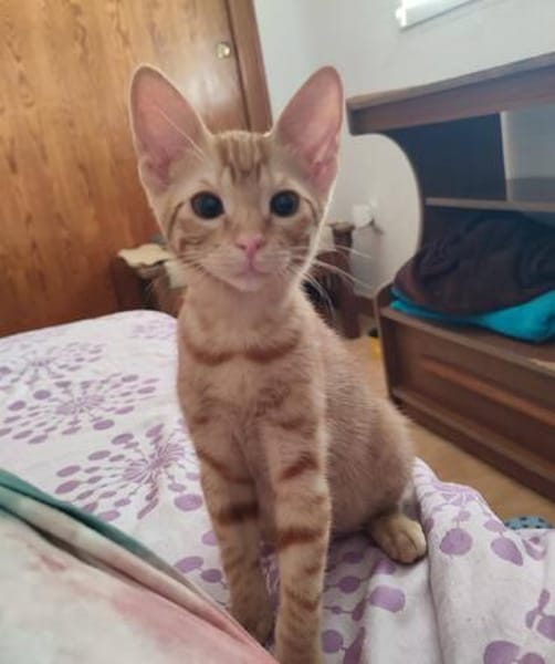 Kleine Lila sucht Zuhause