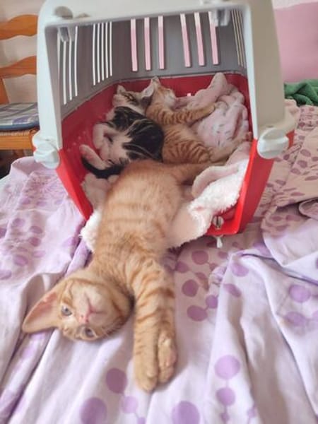 Kleine Lila sucht Zuhause