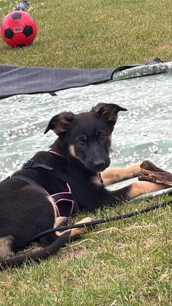 Nesthäkchen TALIA  sucht ihr Für-immer-Zuhause