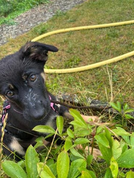 Nesthäkchen TALIA  sucht ihr Für-immer-Zuhause