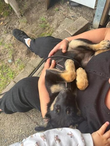 Nesthäkchen TALIA  sucht ihr Für-immer-Zuhause