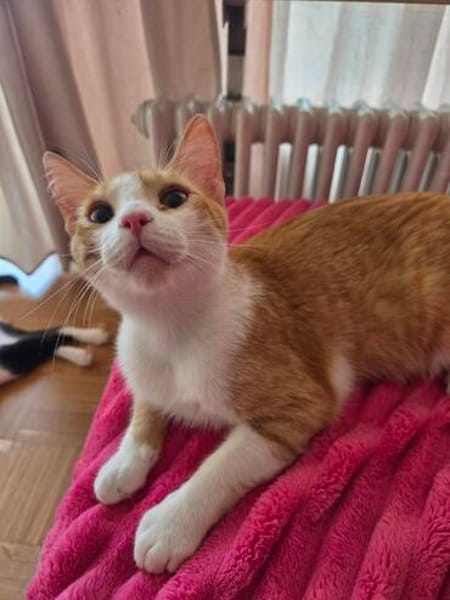 Kater Peach sucht Dich