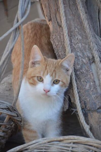 Kater Peach sucht Dich