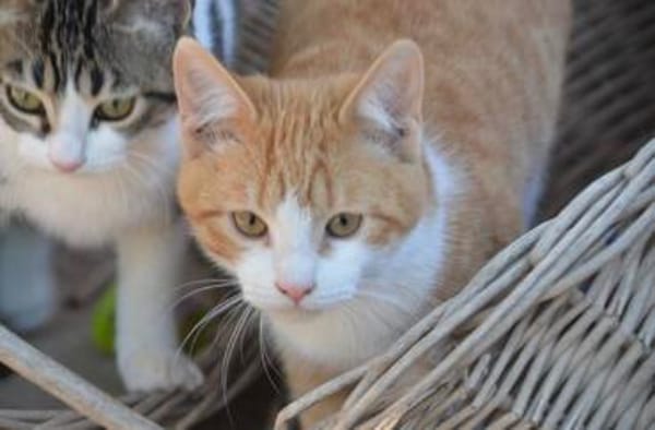Kater Peach sucht Dich