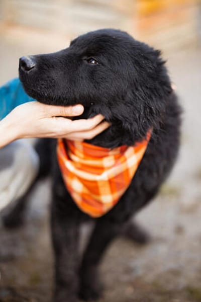 Chandler 💗 wartet in 29693 Hademstorf