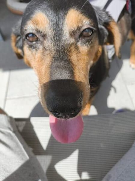 Amira