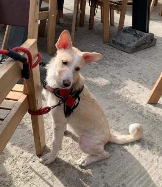 Hati, neugieriger Welpe sucht Familie
