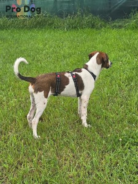 Hundekind Karla auf Pflegestelle