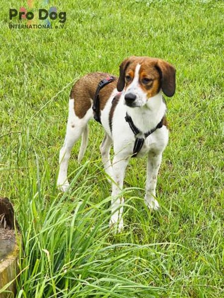 Hundekind Karla auf Pflegestelle