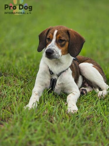 Hundekind Karla auf Pflegestelle