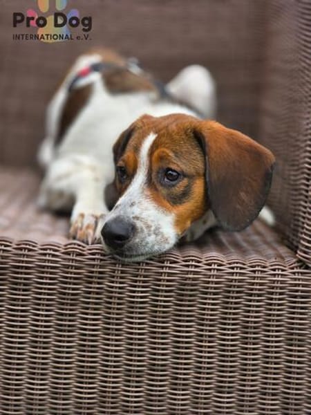 Hundekind Karla auf Pflegestelle