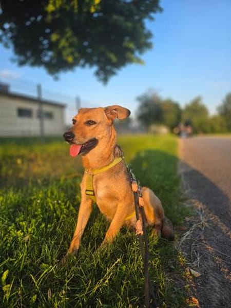Vali - ein sensibler Herzenhund