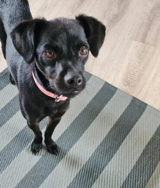 Sasha  kleines Lakritzmädchen sucht ihre Traumfamilie!