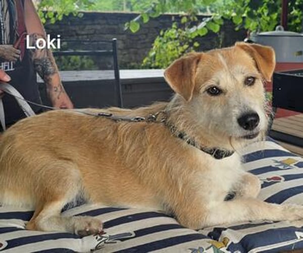 Loki, süßes mopsiges Strubbelmädchen s. Zuhause inkl. Diät