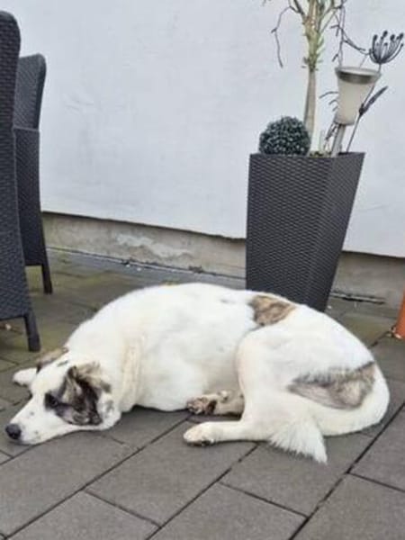 Vermittlungshilfe für Pablo