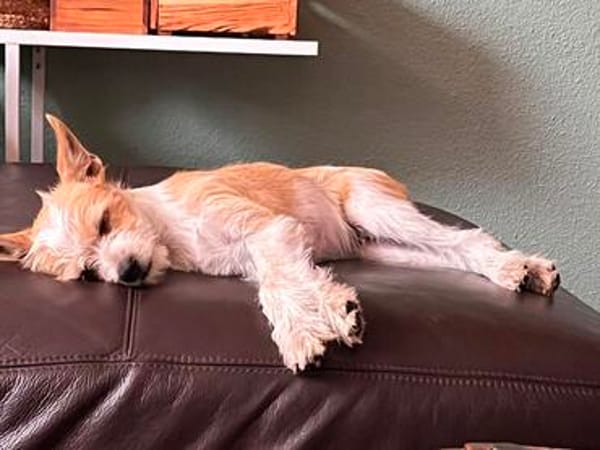 Herzensbrecher ❤Felix sucht seine Menschen