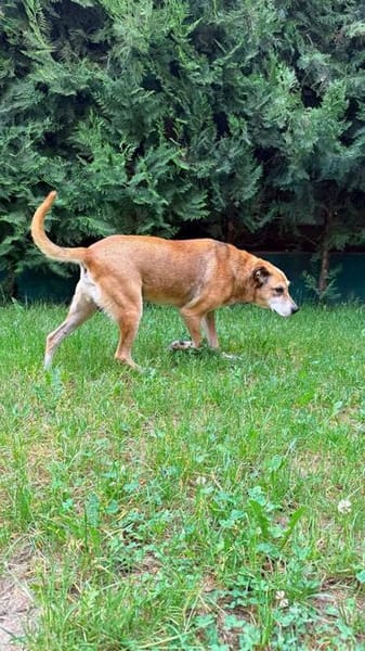 Opi Rex, ruhiger Hund sucht Zuhause