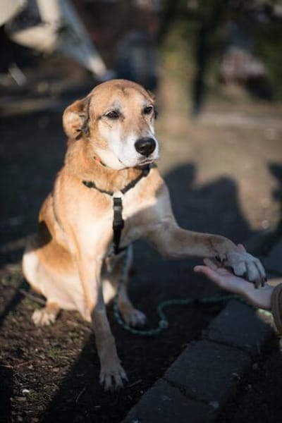 Opi Rex, ruhiger Hund sucht Zuhause