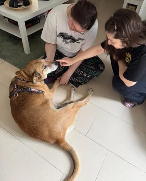 Opi Rex, ruhiger Hund sucht Zuhause