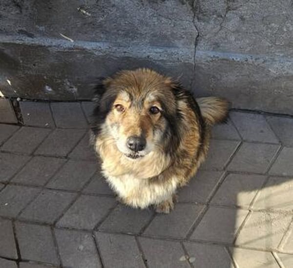 Yvette, fröhliche Hündin sucht Familie