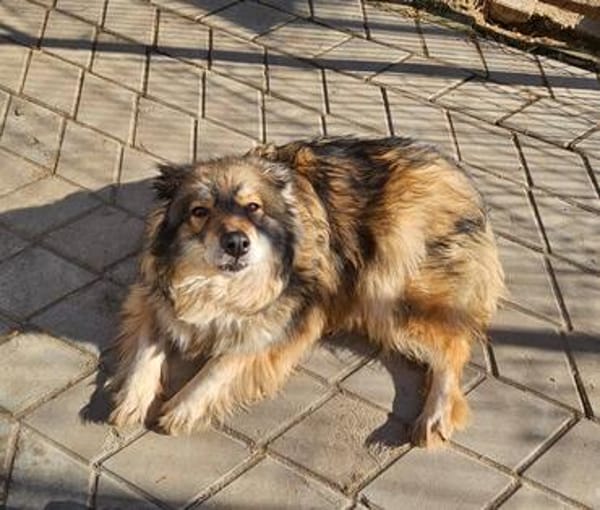 Yvette, fröhliche Hündin sucht Familie