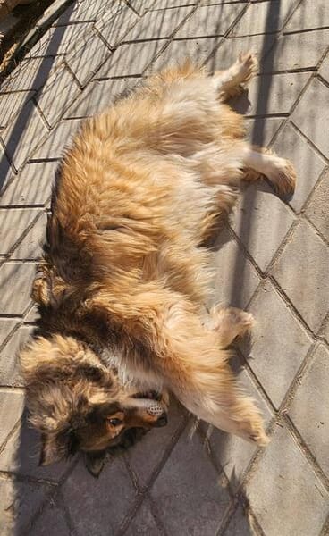 Yvette, fröhliche Hündin sucht Familie