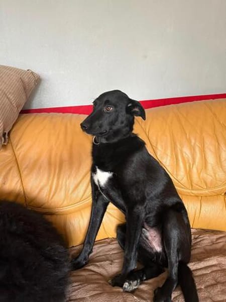💙Dario💙 sucht seine Familie