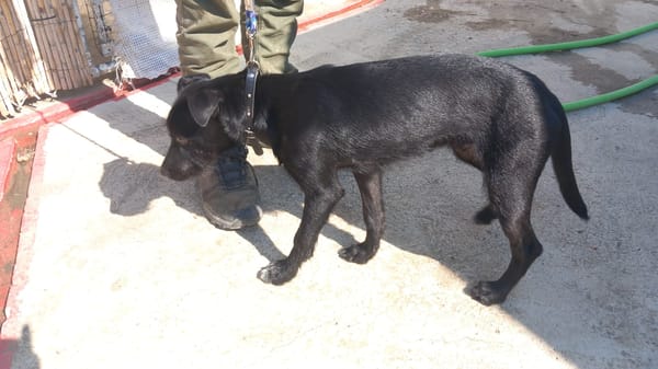 KODA (Los Reyes)