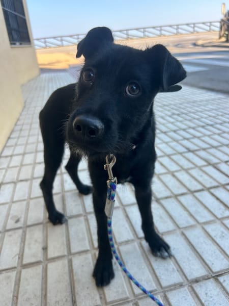 KODA (Los Reyes)