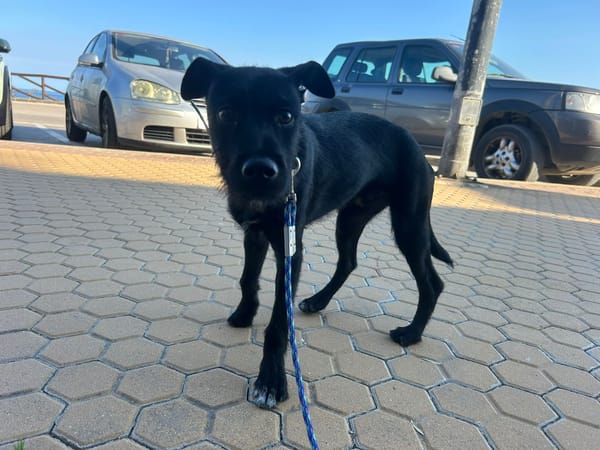 KODA (Los Reyes)