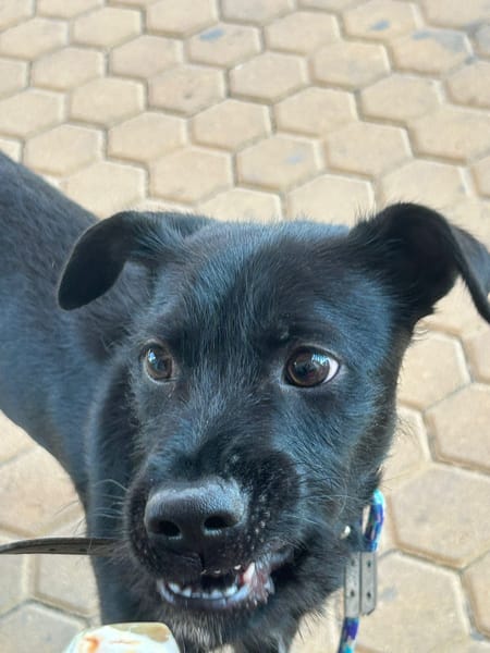 KODA (Los Reyes)