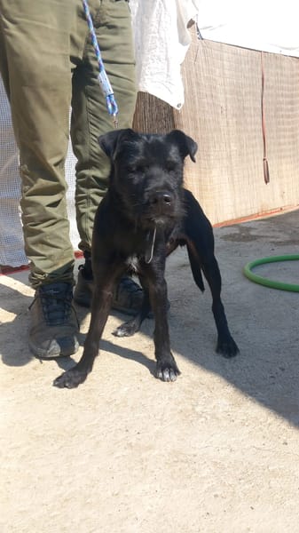 KODA (Los Reyes)