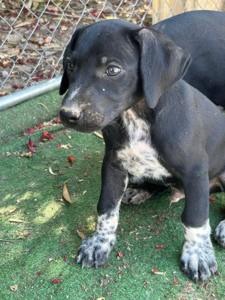 ROCCO (Los Reyes)