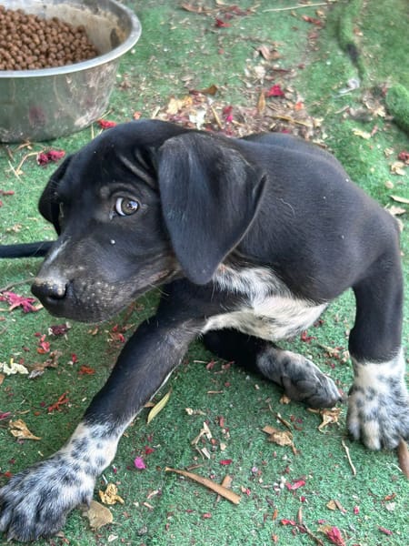ROCCO (Los Reyes)
