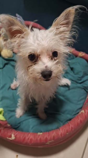 Molly, je suis joyeuse et tendre