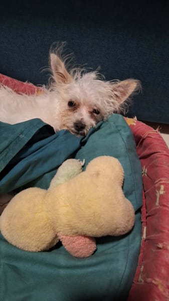 Molly, je suis joyeuse et tendre