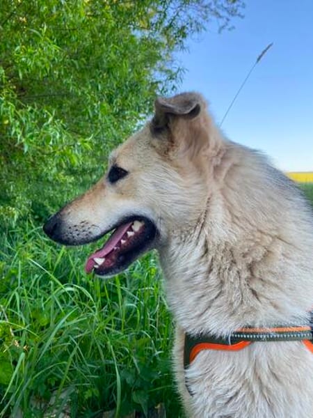 Traumhund Zara
