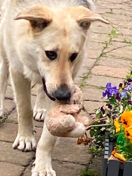 Traumhund Zara