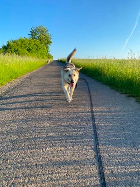 Traumhund Zara