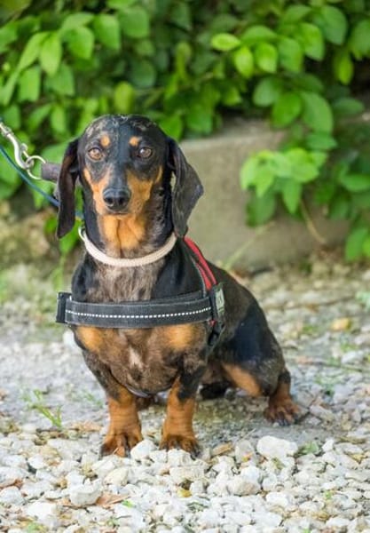 Lucia sucht ihr forever Home