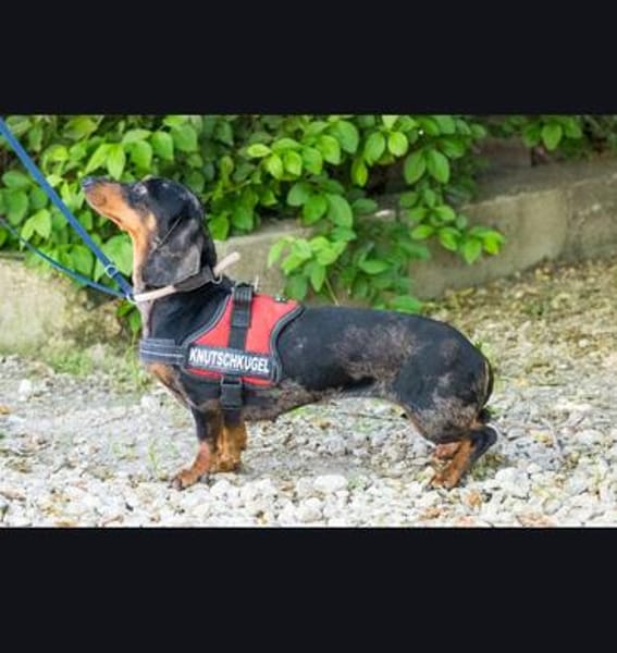 Lucia sucht ihr forever Home