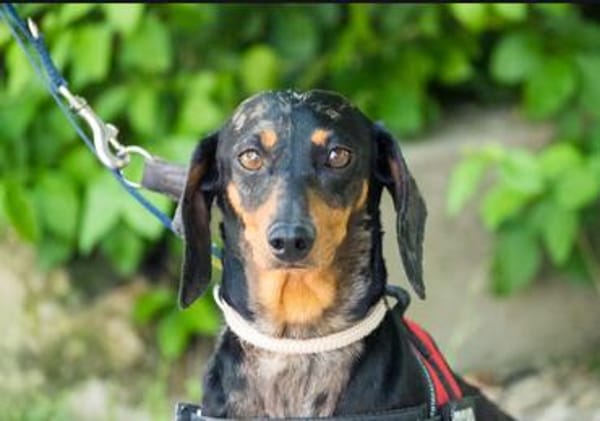 Lucia sucht ihr forever Home